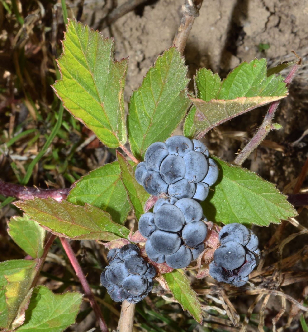 Изображение особи Rubus caesius.