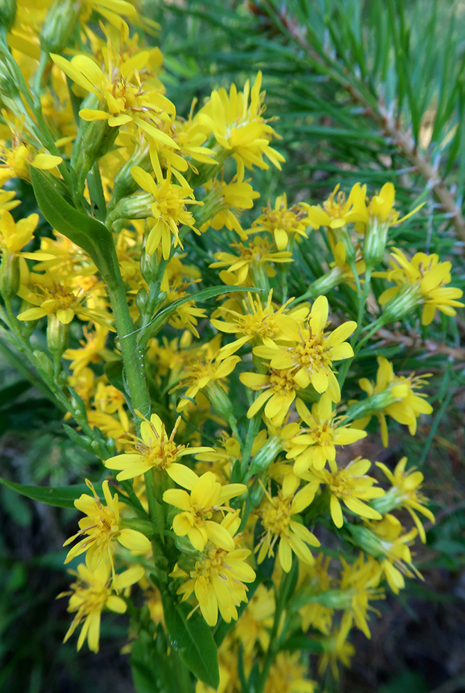 Image of Solidago virgaurea ssp. dahurica specimen.