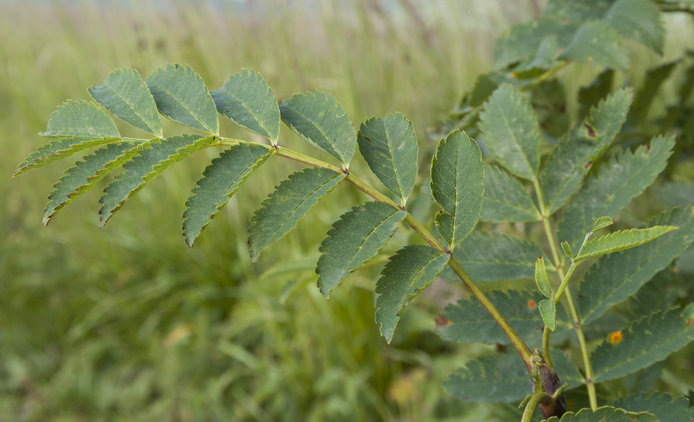 Image of Sorbus aucuparia specimen.
