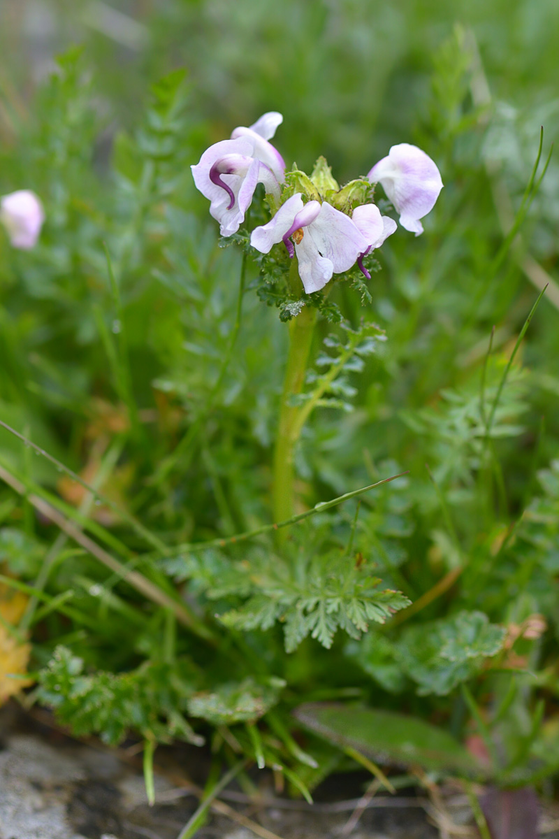 Изображение особи Pedicularis rhinanthoides.