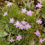 Lomelosia graminifolia. Цветущие растения. Черногория, нац. парк Ловчен, гора Језерски врх (1 657 м), участок горной степи возле лестницы, ведущей к мавзолею Петра ll Петровича Негоша. Июль 2018 г.