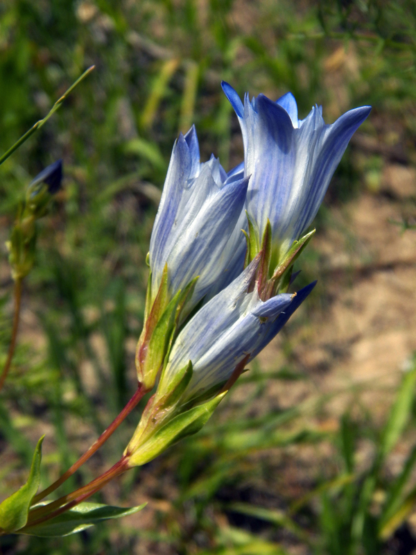 Image of Gentiana olivieri specimen.