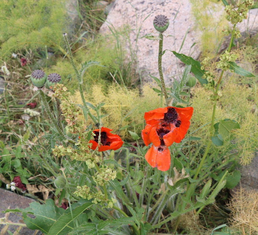 Image of Papaver orientale specimen.