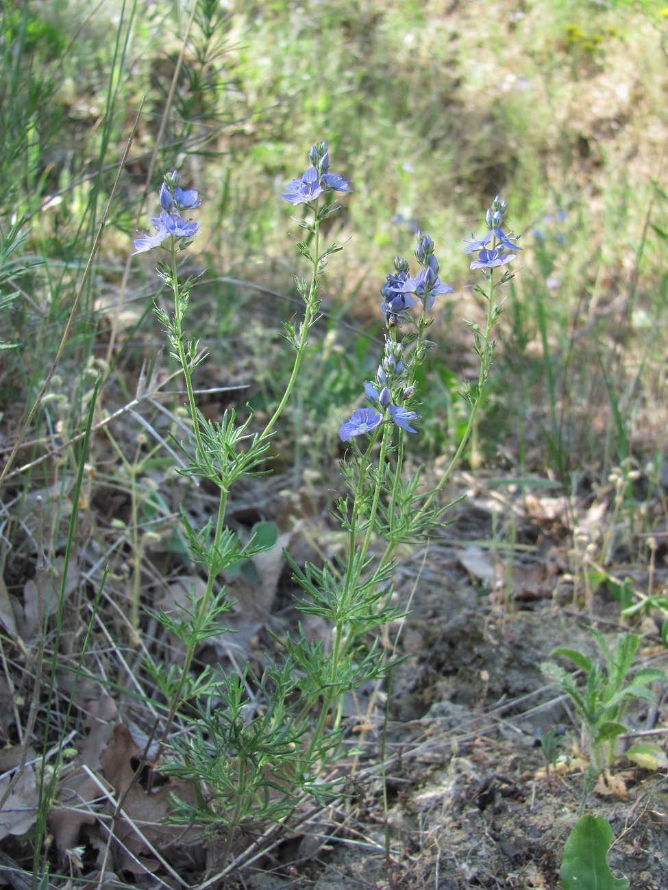 Изображение особи Veronica multifida.