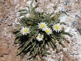 Taraxacum candidatum. Растение в цвету и с плодами на переотложенной (смытой) соленосной красно-малиновой глине. Кыргызстан, Ошская обл., Алайский р-н, окр. аула Бор-Добо, Памирский тракт, в 400 м от государственной границы с Таджикистаном; Восточный Памир, Заалайский хребет, северный макросклон вблизи водораздельного гребня, перевал Кызыл-Арт; пустошные криофитно- и колючеразнотравные альпийские группировки на вспученных автоморфных солончаках пестроцветов, выс. 4250 м н.у.м. 14 августа 2018 г.
