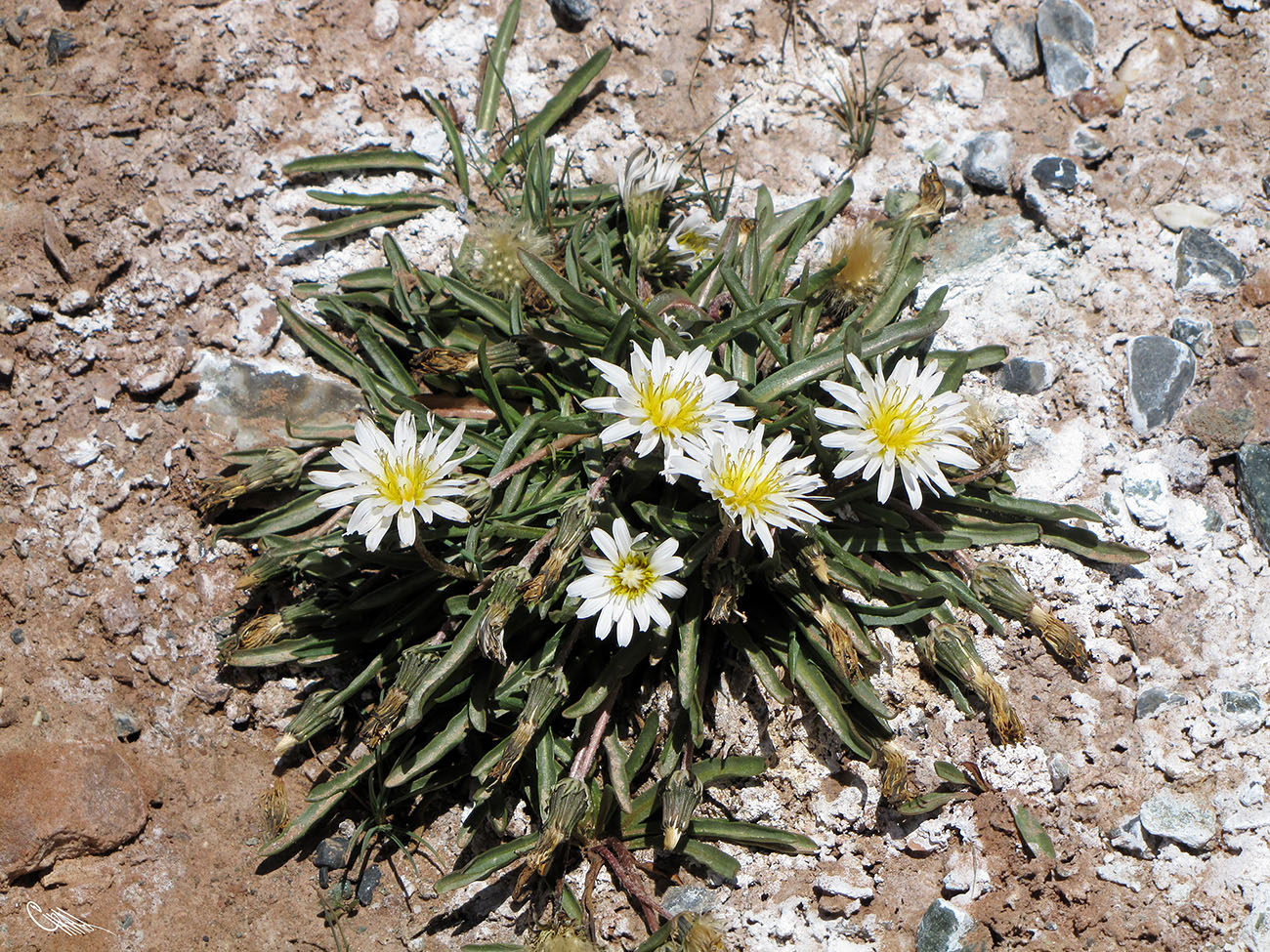 Изображение особи Taraxacum candidatum.