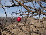 Crataegus monogyna. Ветви и зрелый плод. Краснодарский край, м/о г. Геленджик, хр. Маркотх, гора Солдатский Бугор, ≈ 700 м н.у.м., остепнённый склон. 02.12.2017.