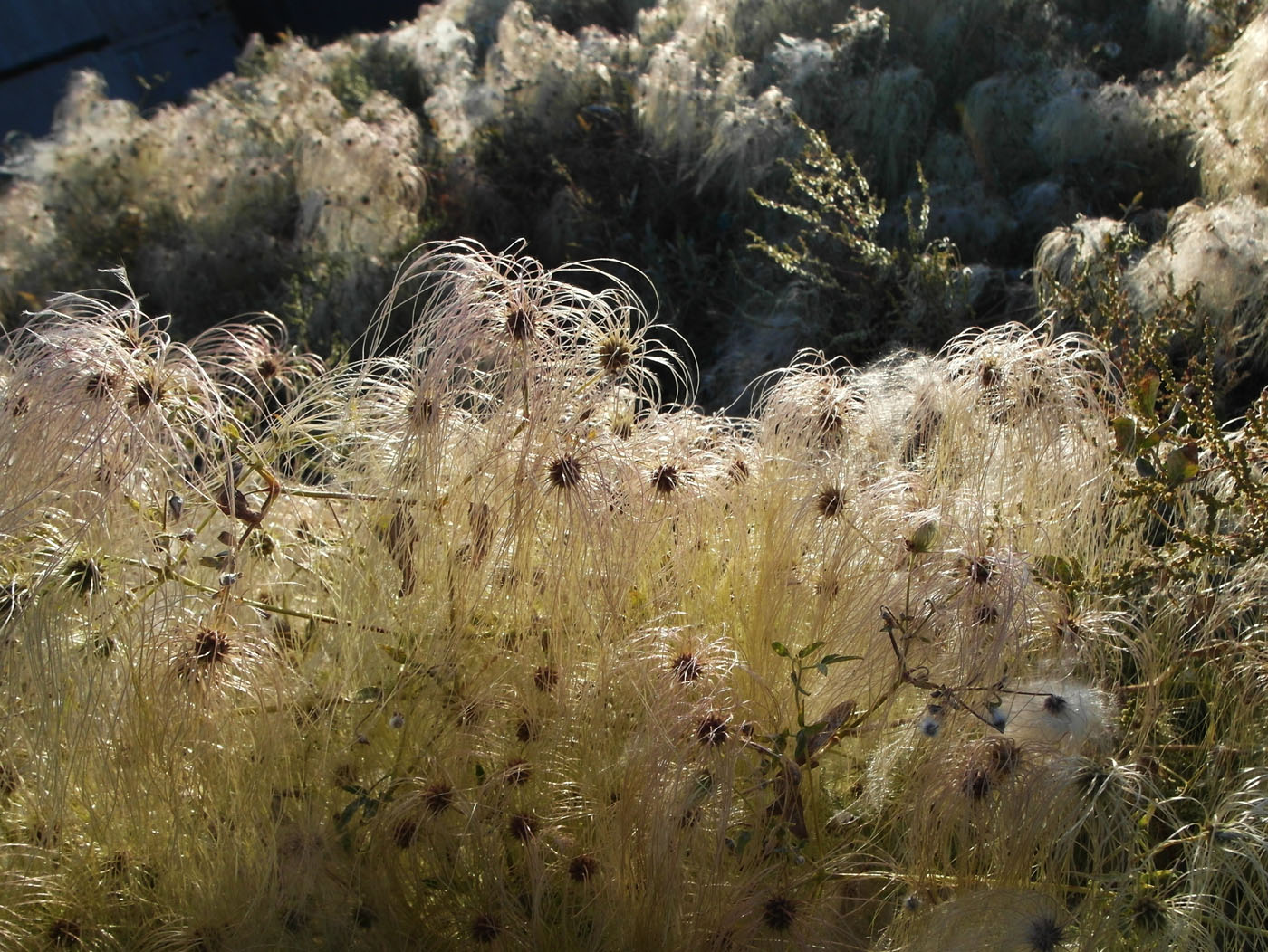 Image of Clematis orientalis specimen.