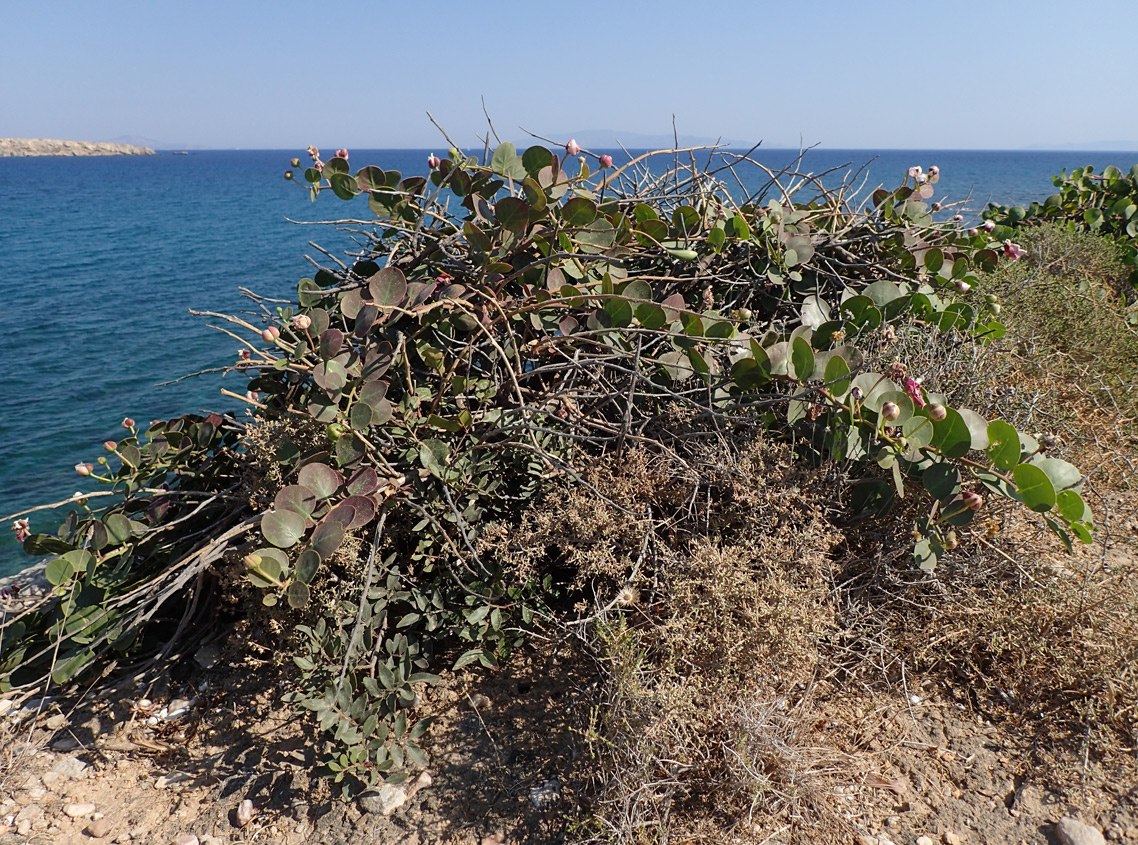 Изображение особи Capparis orientalis.