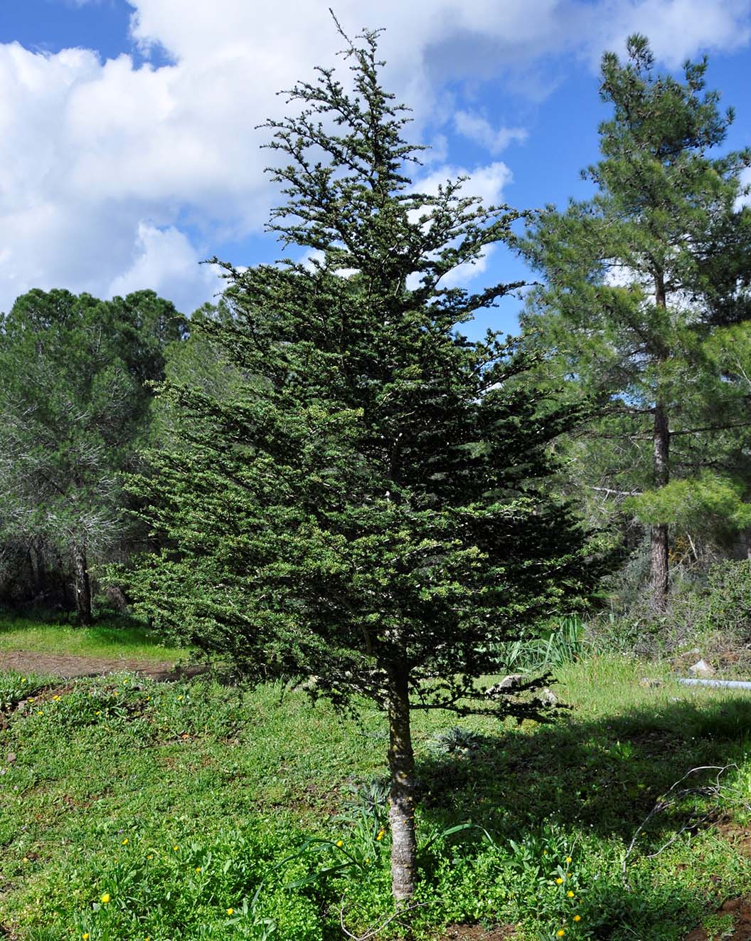 Изображение особи Cedrus libani ssp. brevifolia.