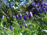 Aconitum &times; stoerkianum