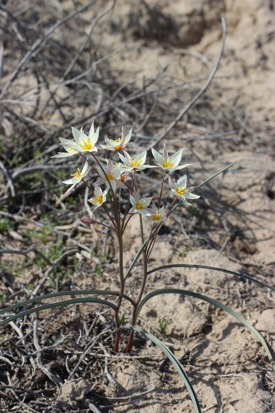 Изображение особи Tulipa buhseana.