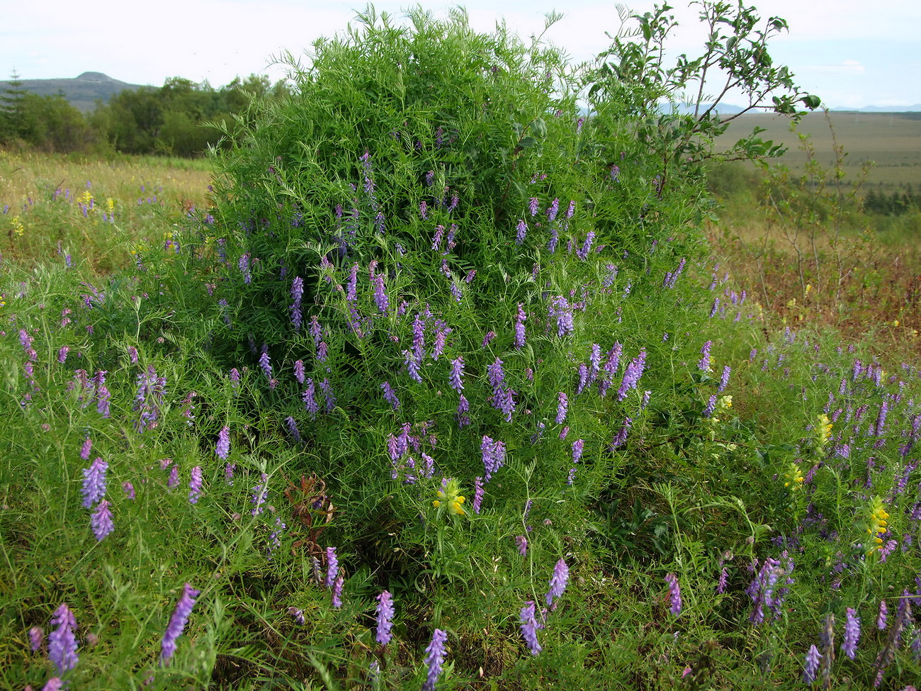 Image of Vicia cracca specimen.