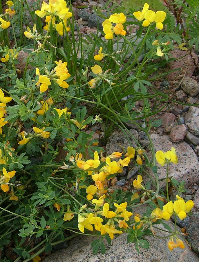 Изображение особи Lotus corniculatus.