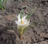 Crocus chrysanthus