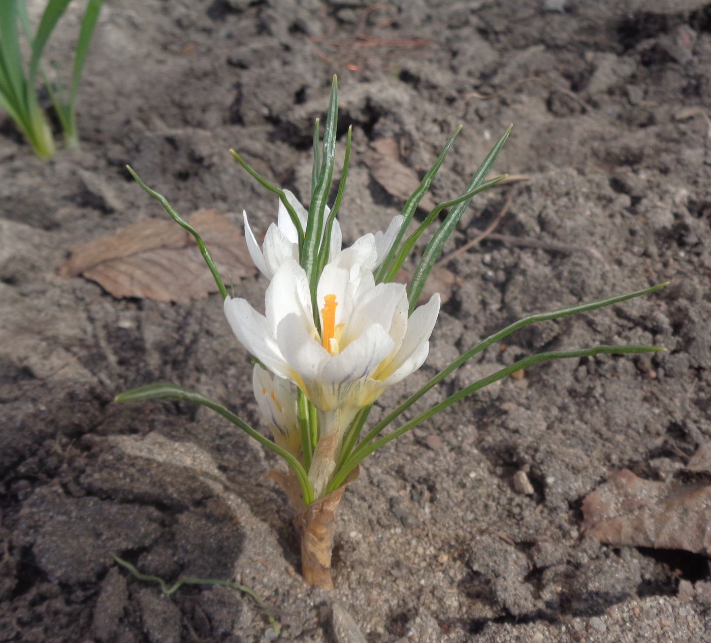 Image of Crocus chrysanthus specimen.