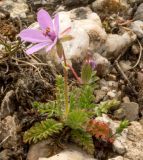 Erodium cicutarium