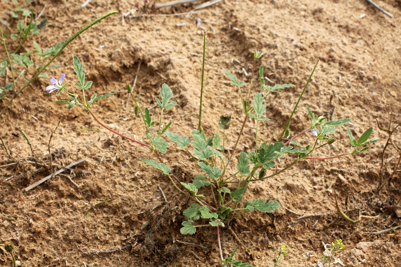 Изображение особи Erodium oxyrhynchum.