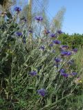 Centaurea depressa