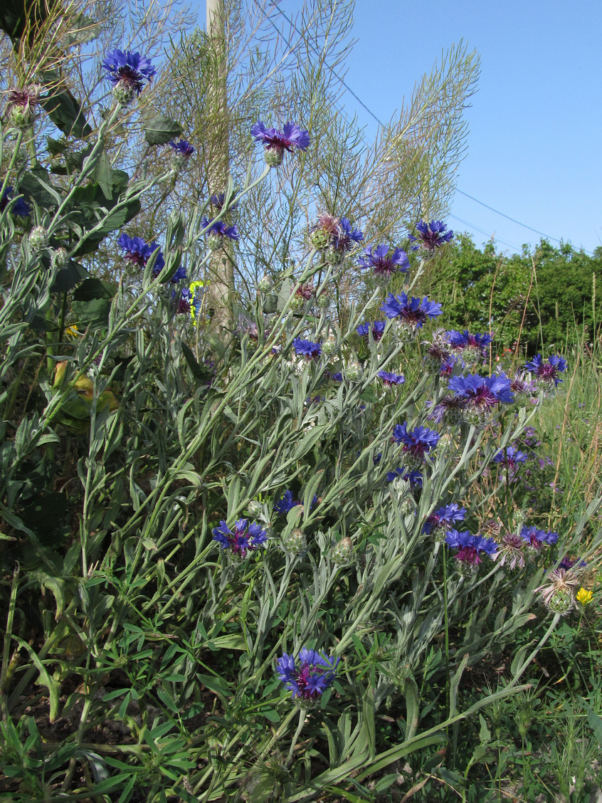 Image of Centaurea depressa specimen.