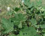 род Alcea