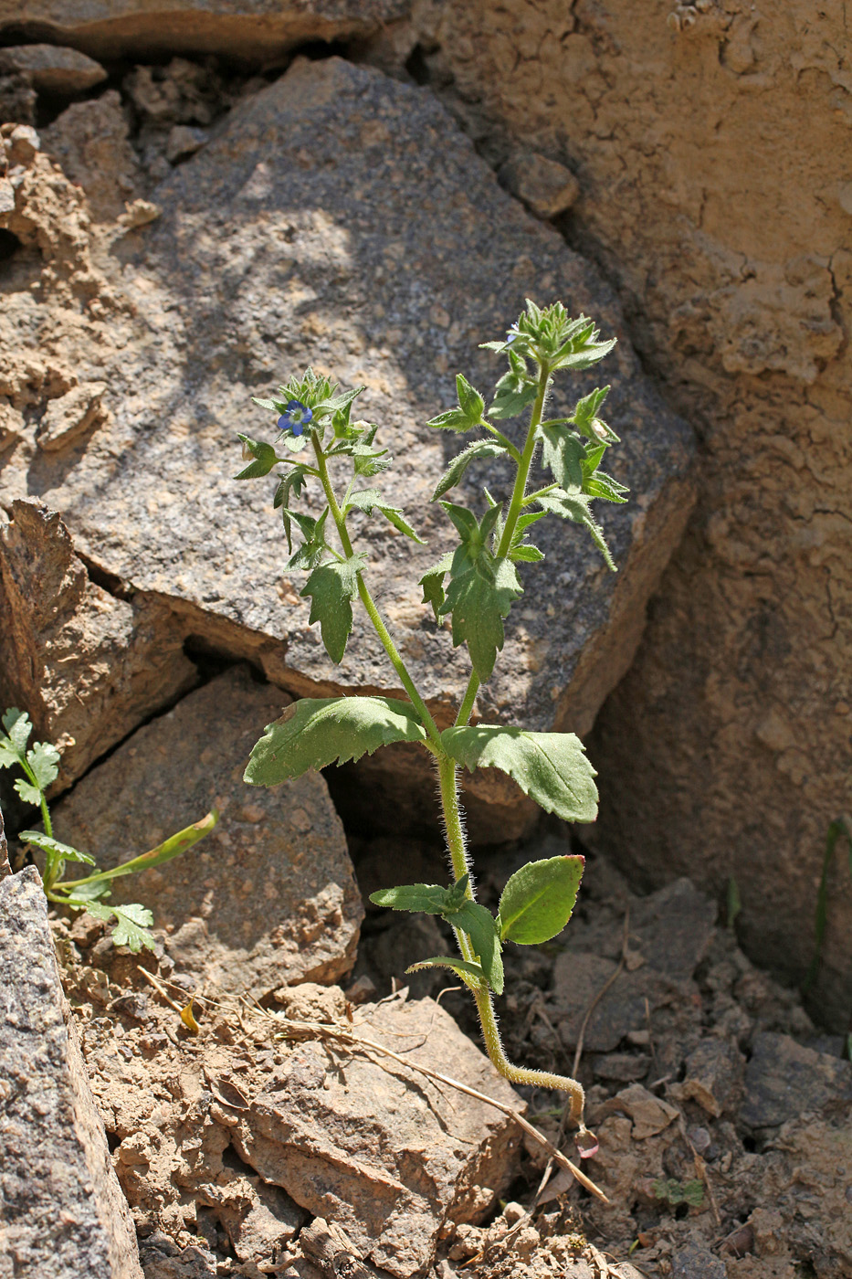 Image of Veronica argute-serrata specimen.