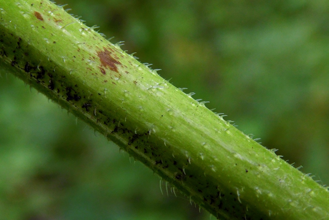 Изображение особи Symphytum asperum.