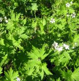 Geranium albiflorum. Цветущие растения. Казахстан, Заилийский Алатау, Чинтургеньское ущелье, ок. 2700 м н.у.м. 01.07.2010.