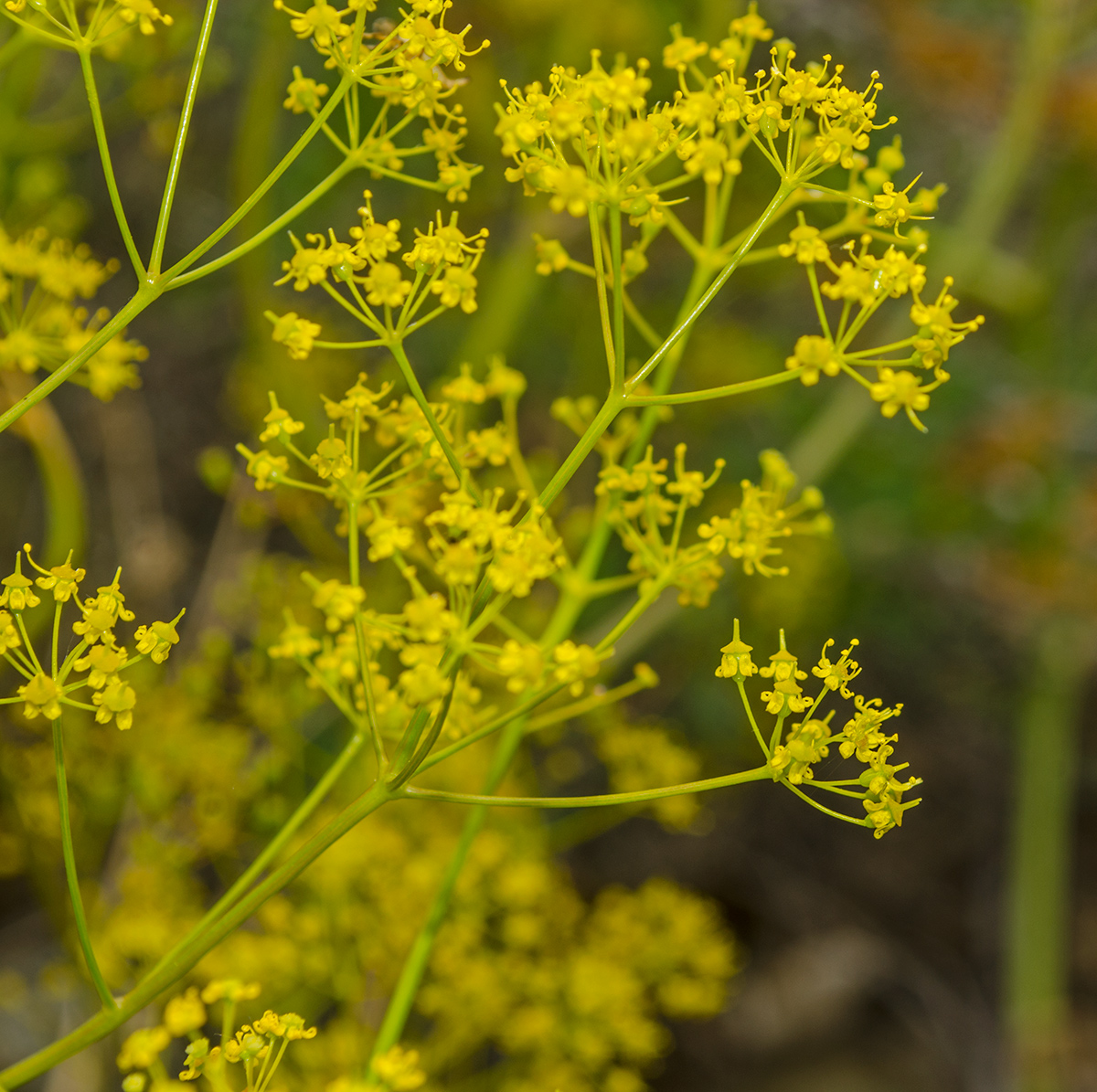 Изображение особи Ferula caspica.