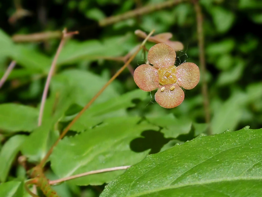 Изображение особи Euonymus verrucosus.