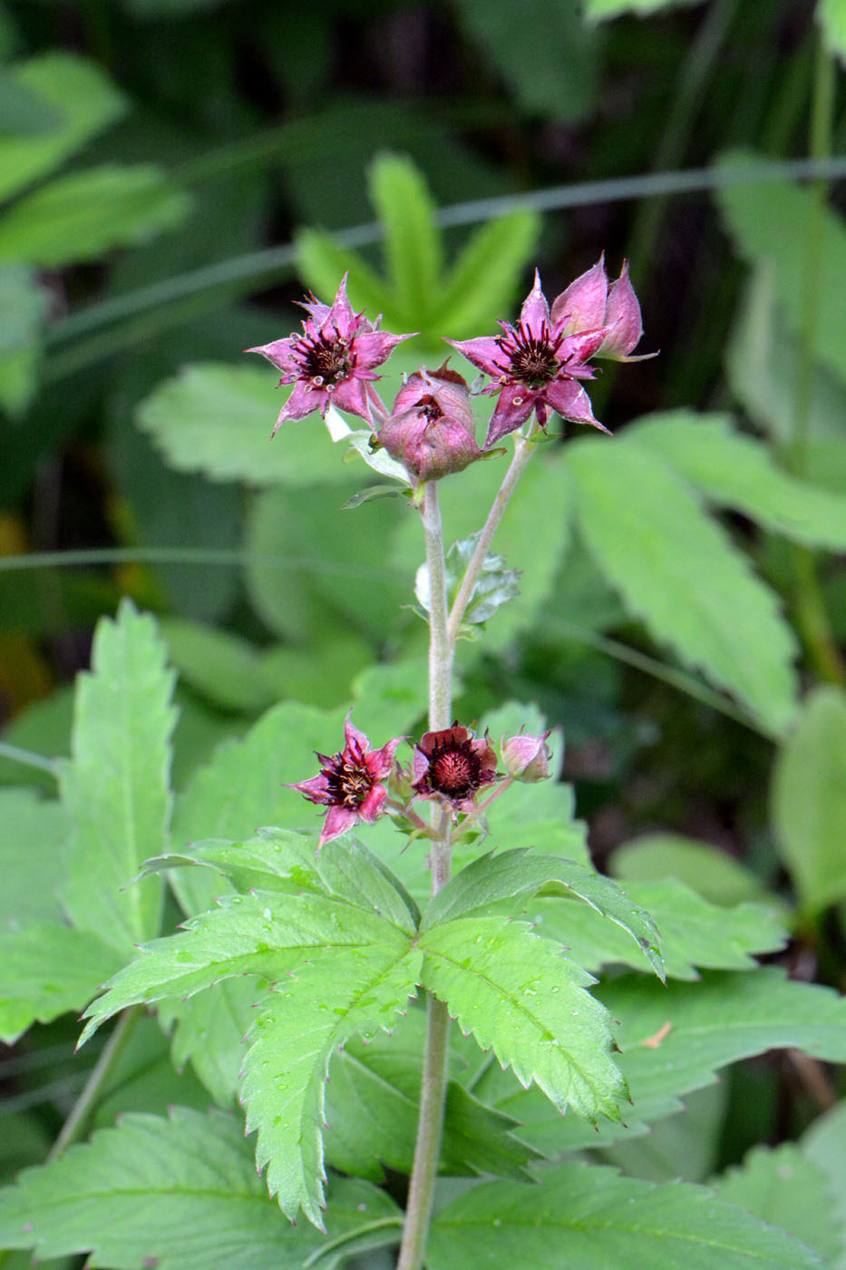 Image of Comarum palustre specimen.