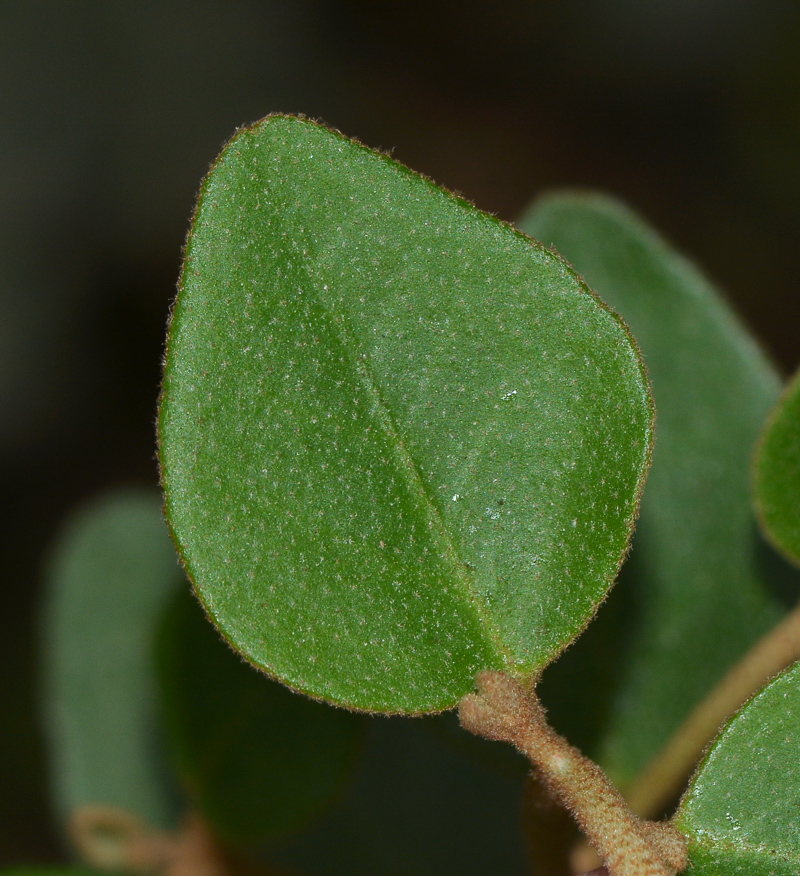 Image of Correa pulchella specimen.