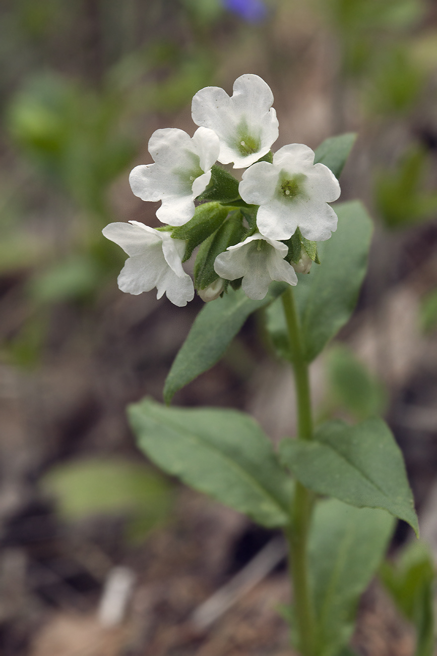 Image of Pulmonaria obscura specimen.