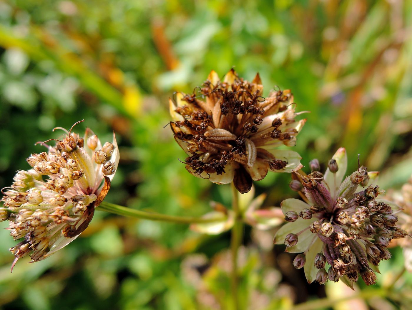 Image of Astrantia major specimen.