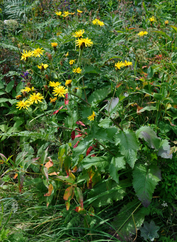 Image of Crepis sibirica specimen.