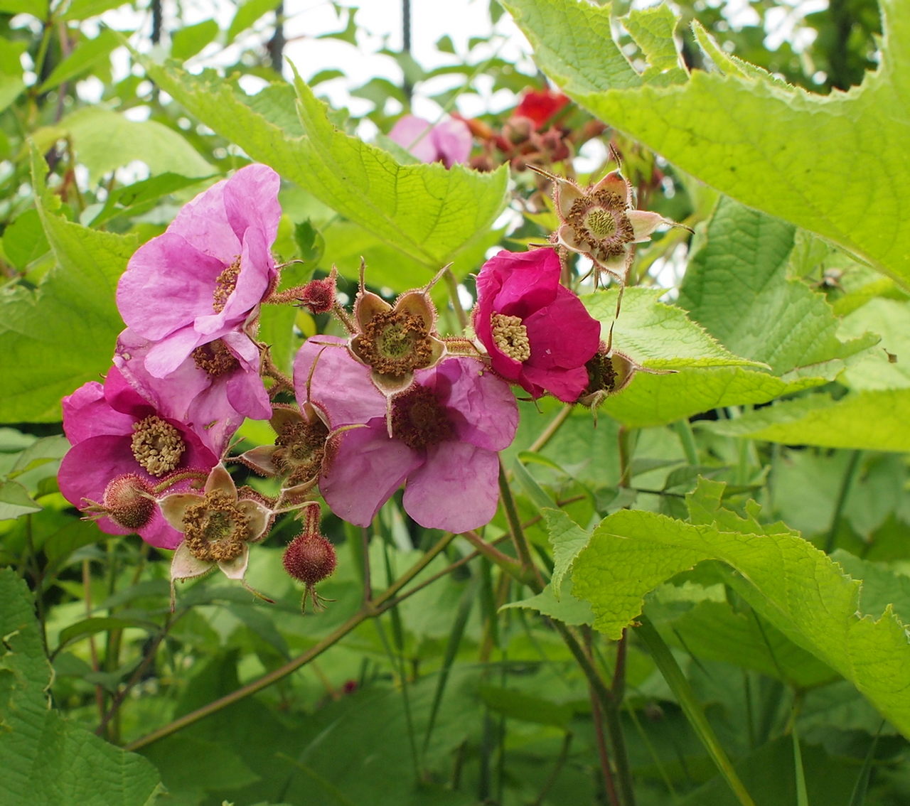 Image of Rubus odoratus specimen.