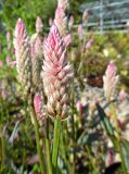 Celosia argentea