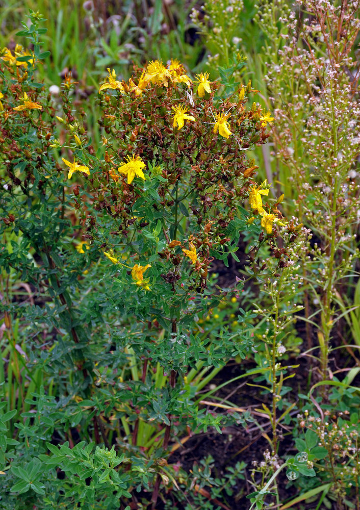 Image of Hypericum perforatum specimen.