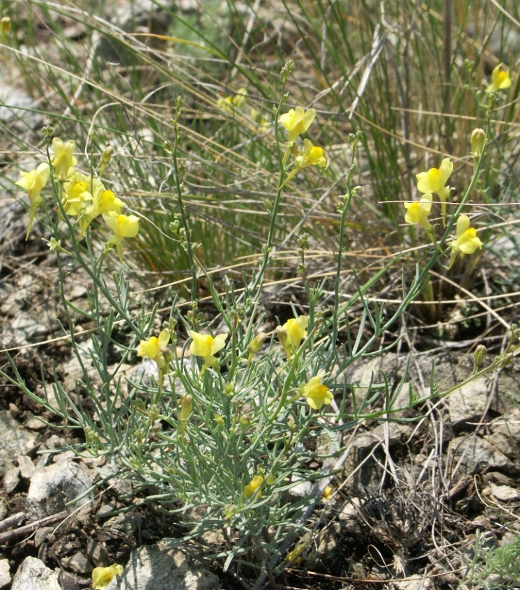 Изображение особи Linaria uralensis.