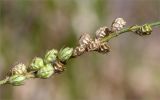 Onobrychis arenaria. Соплодие. Псковская обл., Пустошкинский р-н, зеленомошный сосновый лес, обрывистый песчаный склон берега озера. 28.07.2019.