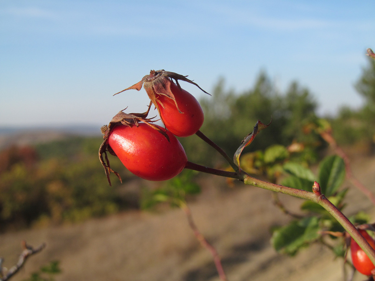 Image of Rosa subcanina specimen.