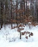 Quercus robur. Молодое дерево (\"зимняя\" форма) с неопавшими листьями. Беларусь, г. Гродно, лесопарк Пышки. 23.12.2018.