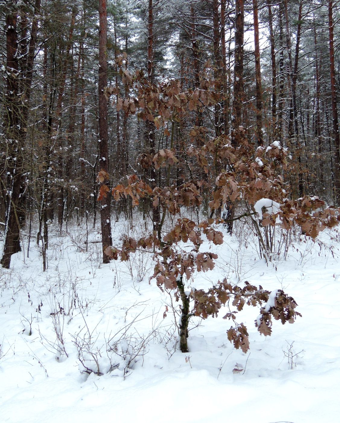 Image of Quercus robur specimen.