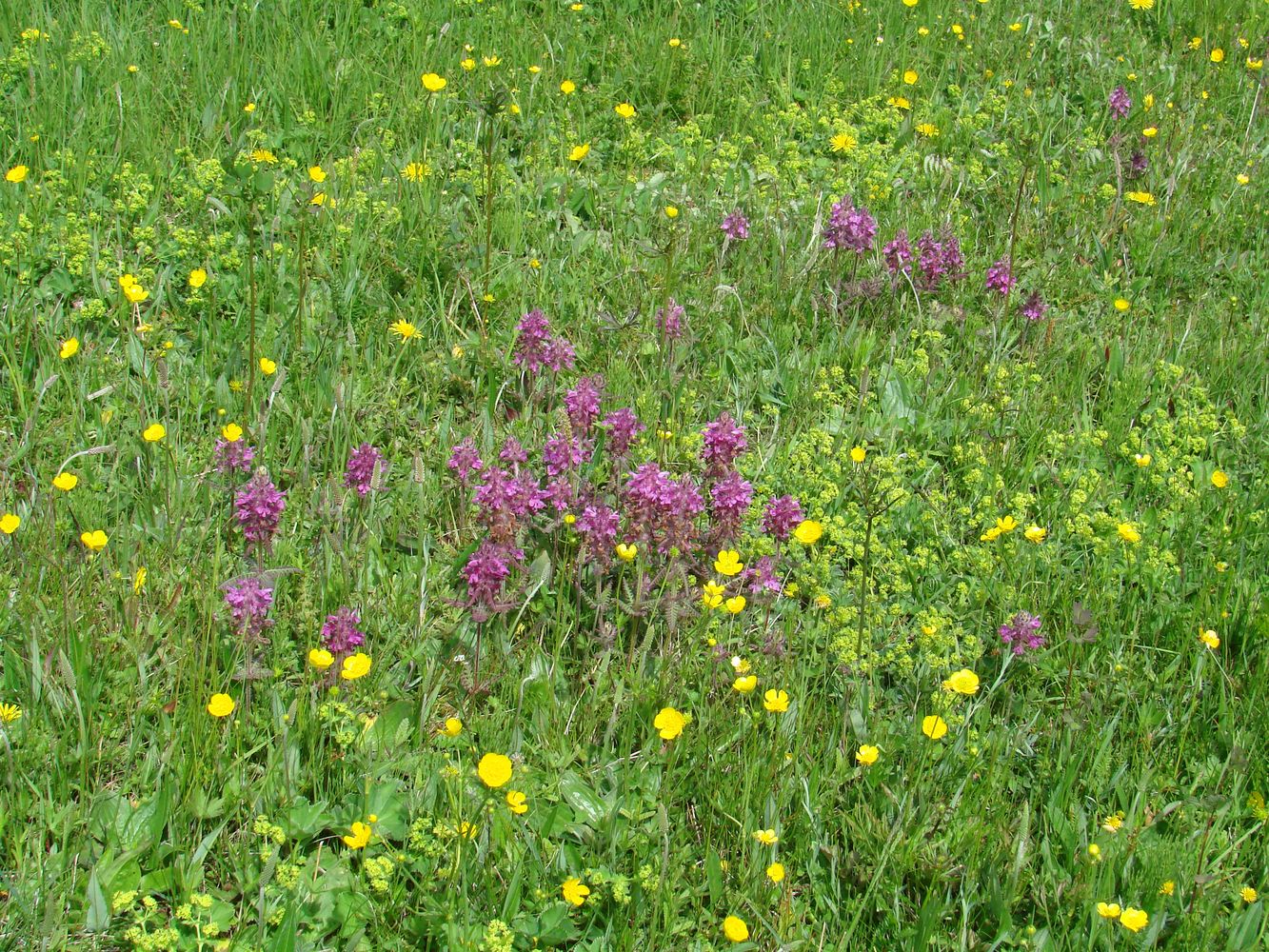 Image of Pedicularis verticillata specimen.