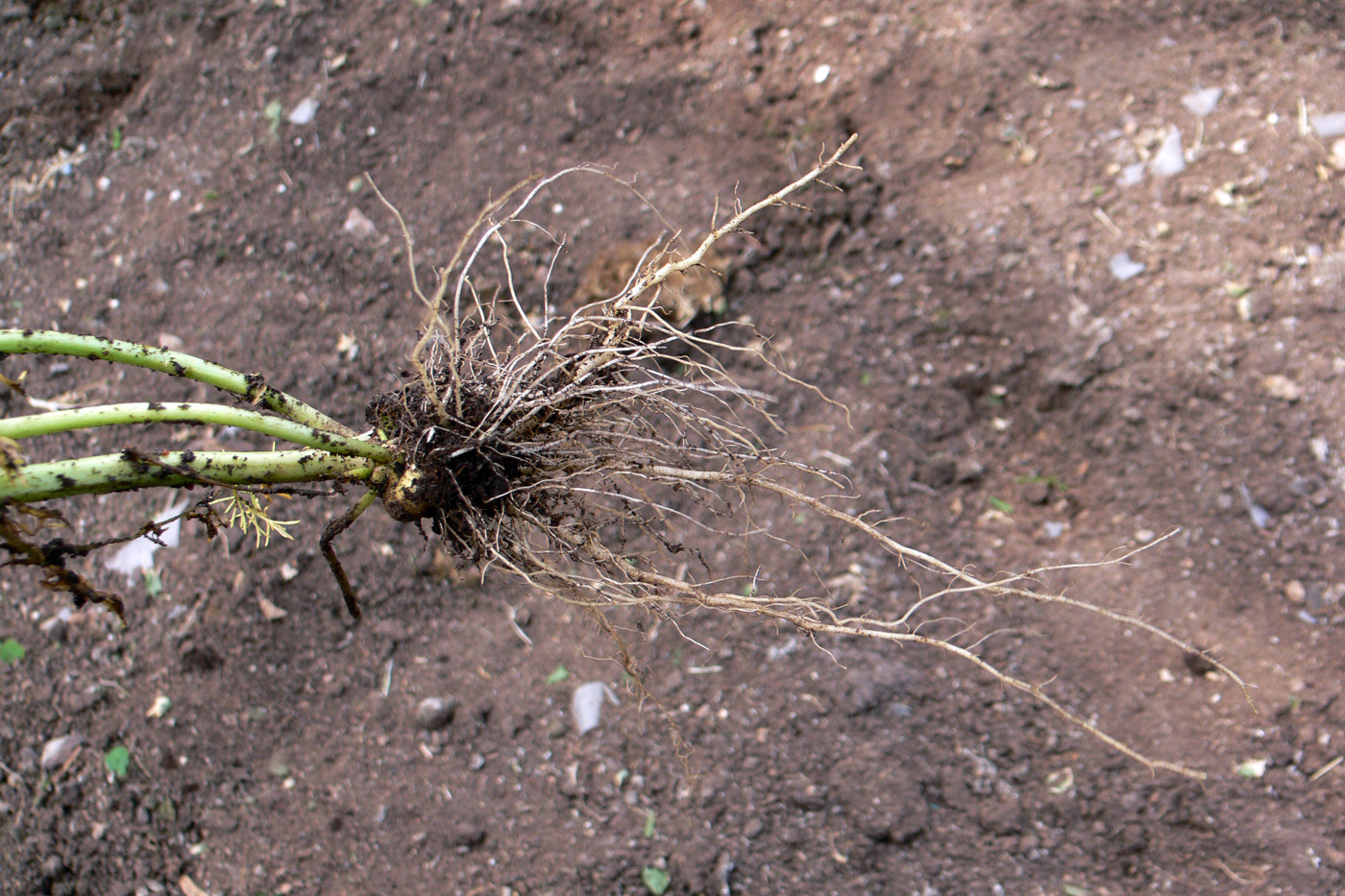 Image of Tripleurospermum inodorum specimen.