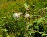 Cirsium chlorocomos. Верхушка цветущего растения. Карачаево-Черкесия, Домбай, долина р. Гоначхир, оз. Туманлы-Кёль (Форельное), берег озера. 27.08.2019.