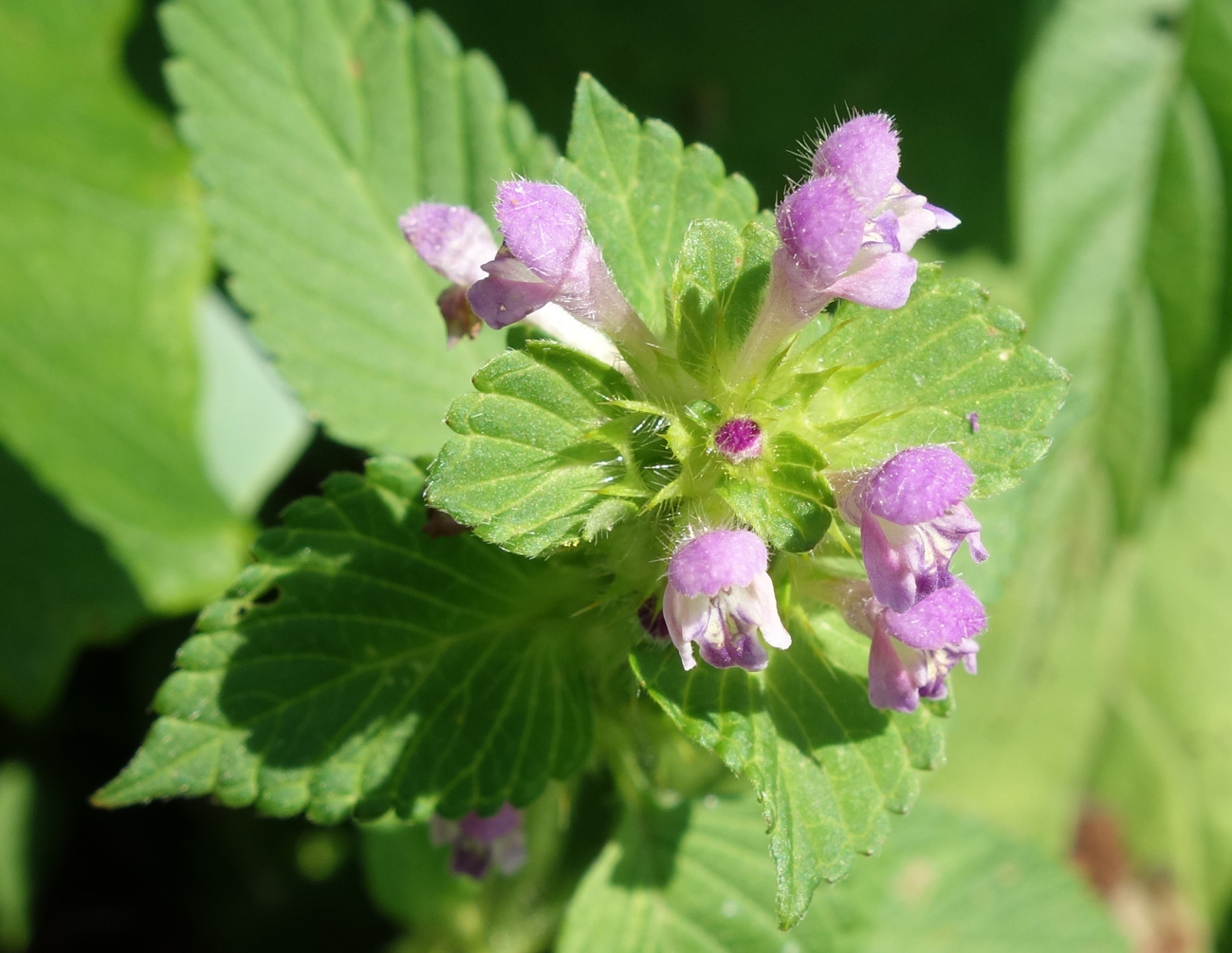 Изображение особи Galeopsis bifida.