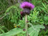 Cirsium helenioides. Верхушка цветущего растения. Пермский край, подножие Вогульского камня, смешанный лес, долина р. Жигалан. 30.06.2010.