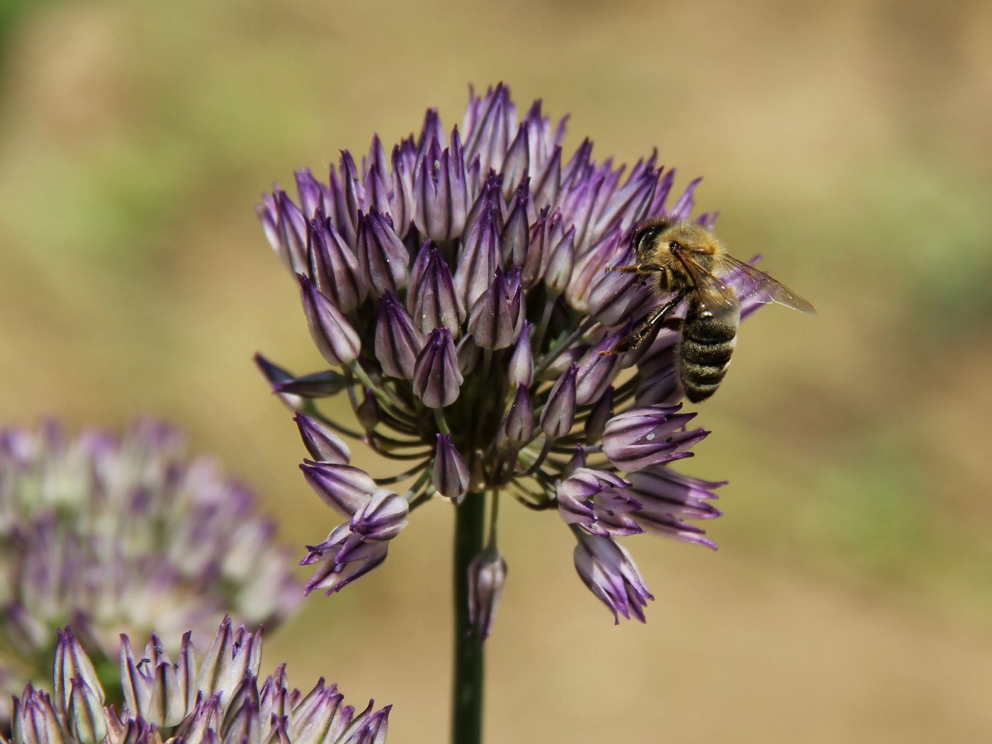 Изображение особи Allium tatyanae.