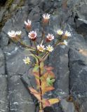 genus Erigeron. Цветущее растение. Сахалинская обл., Корсаковский р-н, побережье перед мысом Великан, на скалах. 15.08.2019.